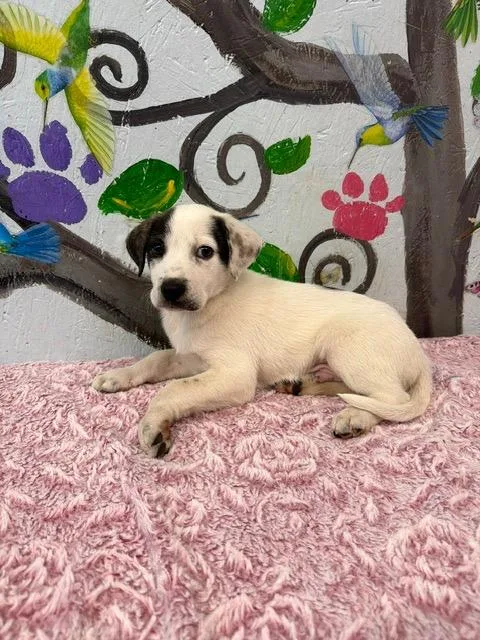 A baby medium-sized male Hound dog named Owen for adoption in Brookhaven, MS