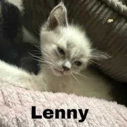 A baby small-sized female Gray / Blue / Silver Domestic Short Hair cat named Lenny for adoption in Pekin, IL