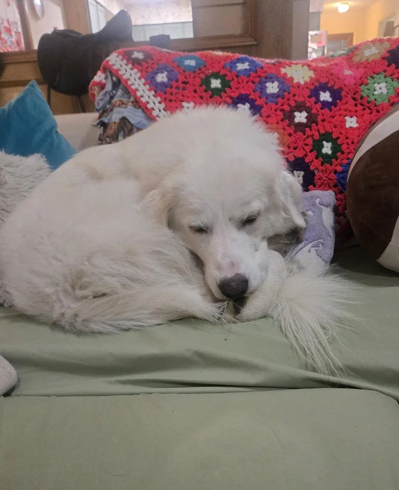 An adult large-sized male Great Pyrenees dog named Archie for adoption in Garland, TX