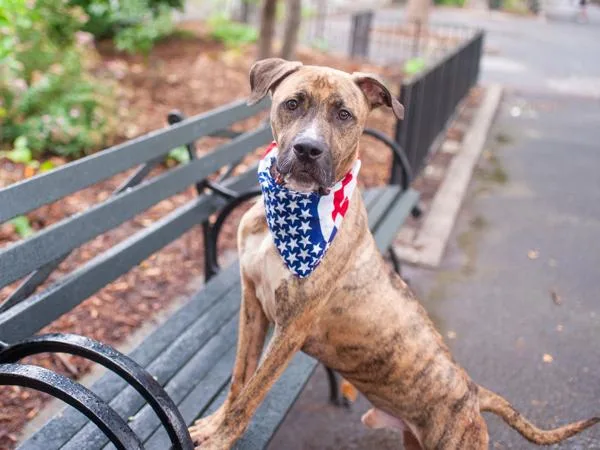 An adult large-sized male Mixed Breed dog named Marble Swirl for adoption in New York, NY