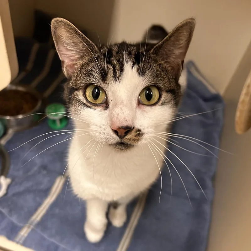 A young medium-sized female Brown / Chocolate Domestic Short Hair cat named Freya for adoption in Waynesboro, PA