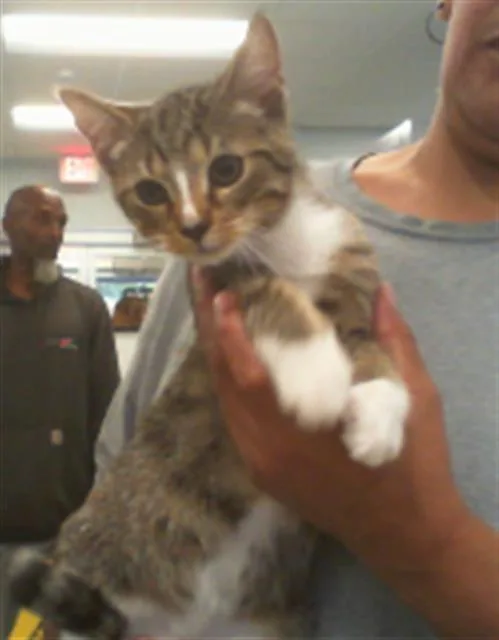 A baby small-sized male Domestic Short Hair cat named Bumble for adoption in Charlotte, NC