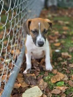 A baby medium-sized female Mixed Breed dog named Phoebe for adoption in Savannah, GA