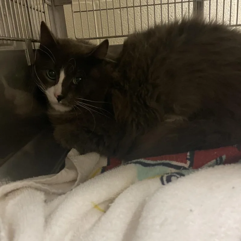 An adult medium-sized male Gray / Blue / Silver Domestic Long Hair cat named Heathcliff for adoption in Bristol, IN