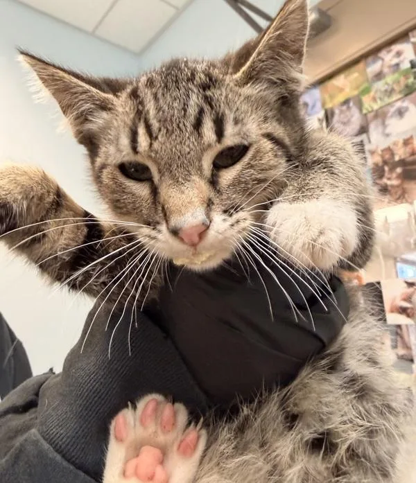 A baby small-sized male Domestic Short Hair cat named Tebo for adoption in El Cajon, CA