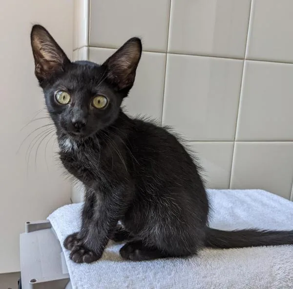 An adult small-sized male Domestic Short Hair cat named Robert for adoption in Healdsburg, CA
