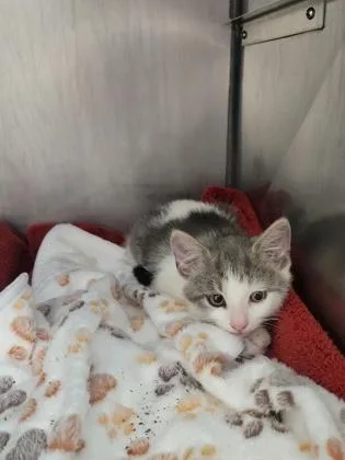 A baby small-sized male Domestic Short Hair cat named Daredevil for adoption in Fishers, IN
