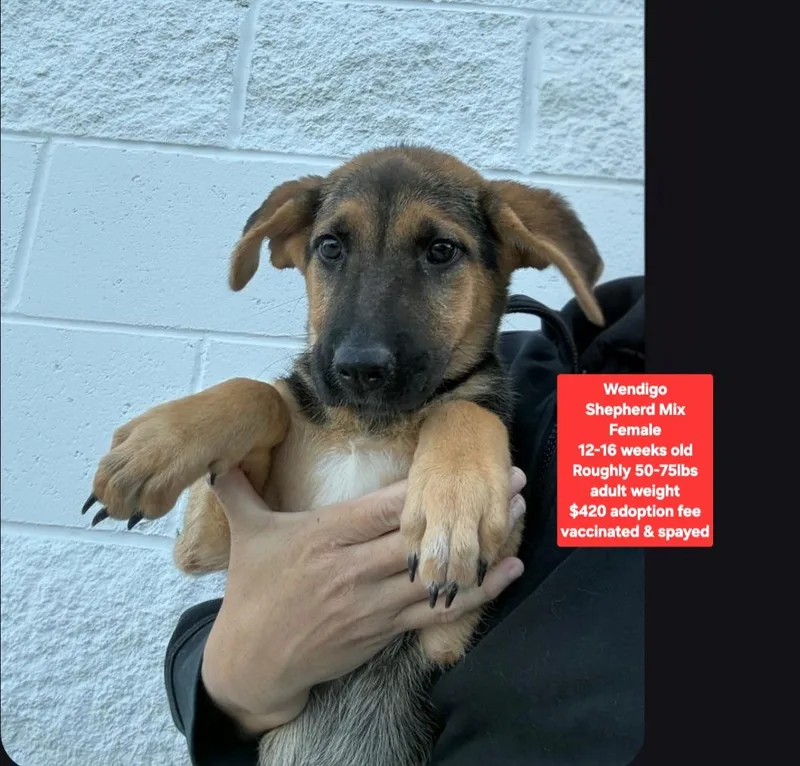 A baby large-sized female Shepherd dog named Wendigo for adoption in Oviedo, FL