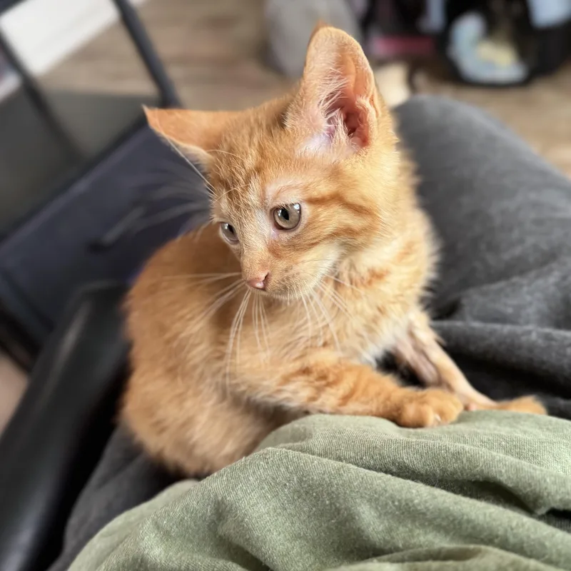 A baby medium-sized male Tabby (Orange / Red) Domestic Short Hair cat named Monte for adoption in China Township, MI