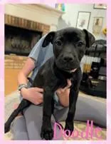 A young medium-sized female Black Black Labrador Retriever dog named Doodle for adoption in Mobile, AL