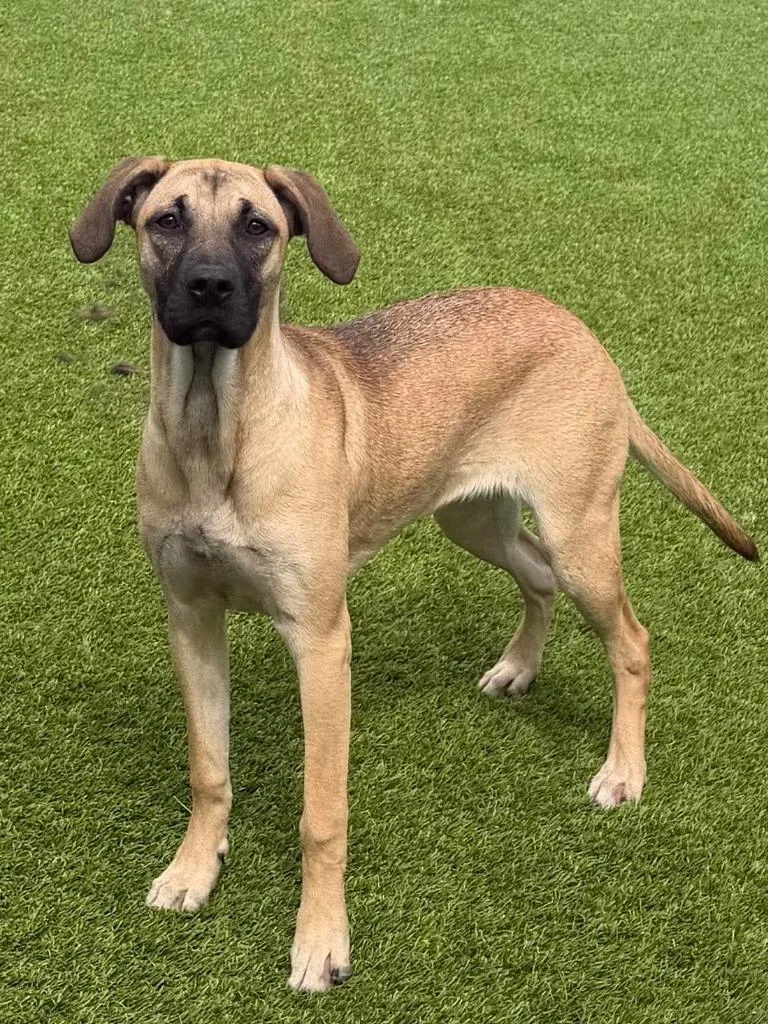 A young medium-sized female Mixed Breed dog named June for adoption in Frankfort, KY