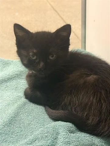 Nova