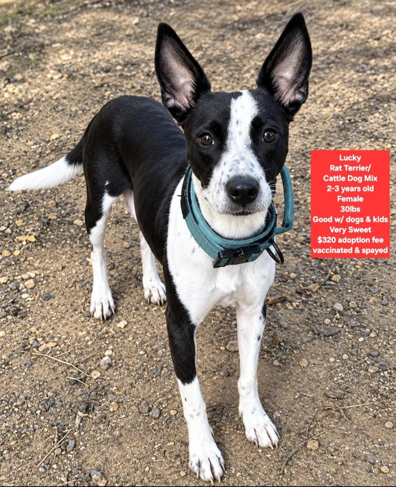 An adult medium-sized female Rat Terrier dog named Lucky for adoption in Oviedo, FL