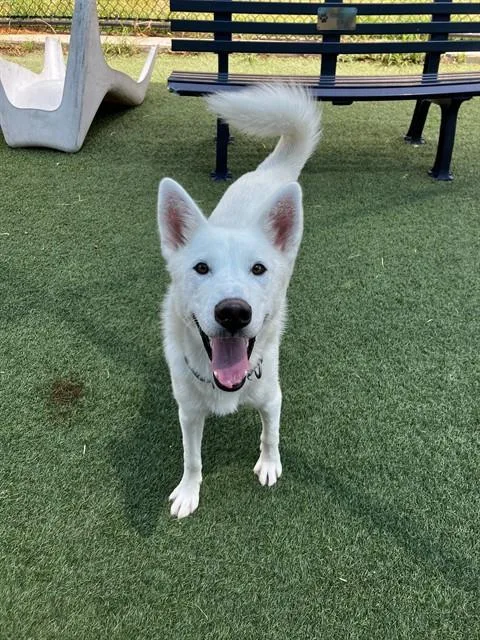 A young large-sized male Mixed Breed dog named Axel for adoption in Dallas, TX