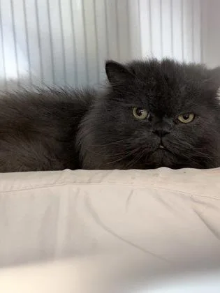 Smokey