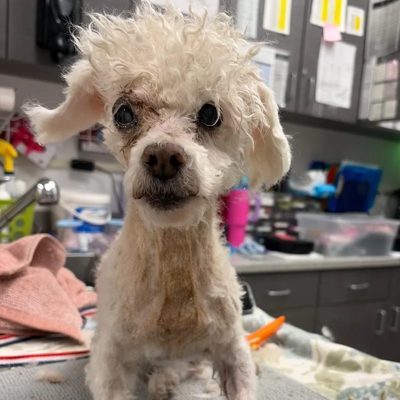 A senior small-sized female White / Cream Miniature Poodle dog named HACCStray for adoption in Henderson, NV