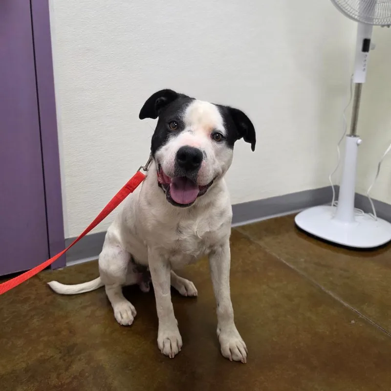 An adult large-sized male Black Pit Bull Terrier dog named Romeo for adoption in Albuquerque, NM