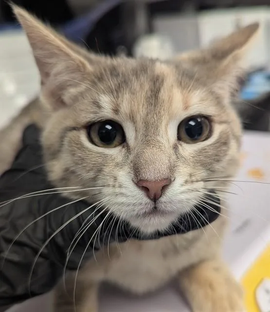A baby small-sized female Domestic Short Hair cat named Astra for adoption in Ontario, CA