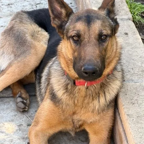 A baby large-sized female Bicolor Belgian Shepherd / Malinois dog named Sue for adoption in Beverly Hills, CA