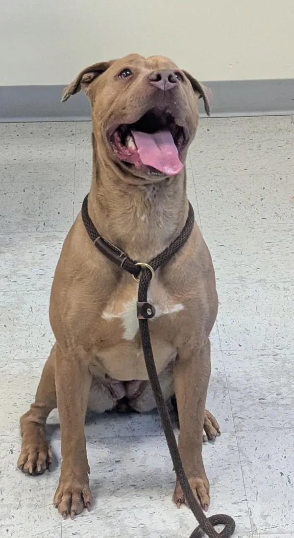 An adult large-sized female Pit Bull Terrier dog named Dior for adoption in Salt Lake City, UT
