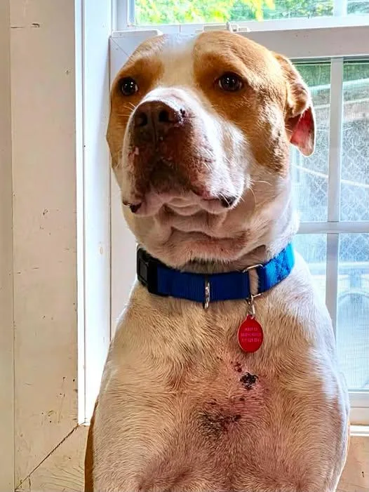 An adult large-sized male Red / Chestnut / Orange American Bulldog dog named Nay for adoption in Millerstown, PA