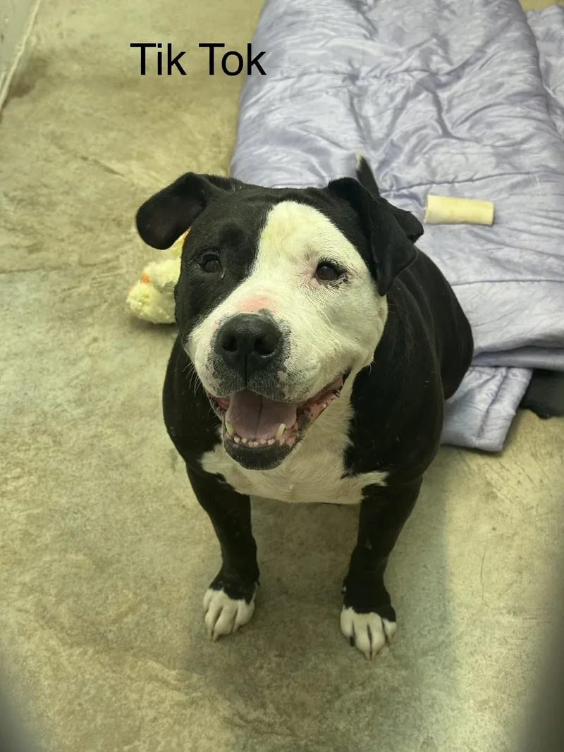 An adult large-sized female Black Staffordshire Bull Terrier dog named Tik Tok for adoption in Ulster, PA