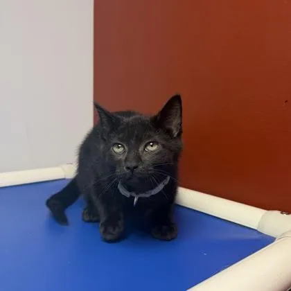 A baby small-sized male Domestic Short Hair cat named Sonny for adoption in Janesville, WI