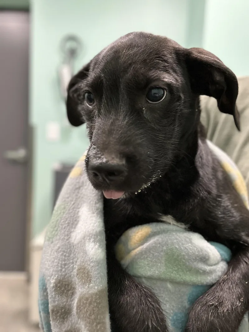 A baby medium-sized male Black Mixed Breed dog named Bushel for adoption in Manchester, TN