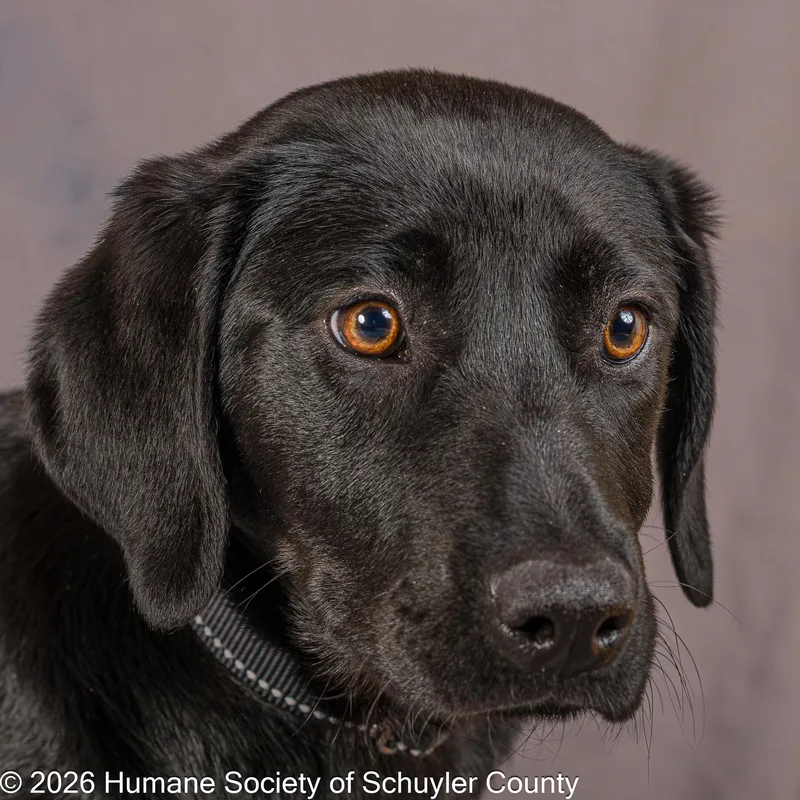 A young large-sized female Black Black Labrador Retriever dog named Maisy for adoption in Montour Falls, NY