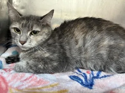 An adult medium-sized female Gray / Blue / Silver Domestic Medium Hair cat named Tammy for adoption in El Paso, TX