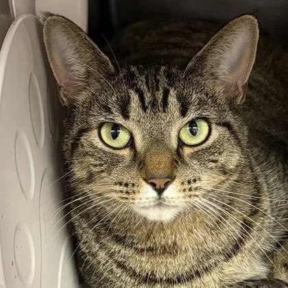 An adult medium-sized female Tabby (Brown / Chocolate) Domestic Short Hair cat named Nikki for adoption in North Myrtle Beach, SC