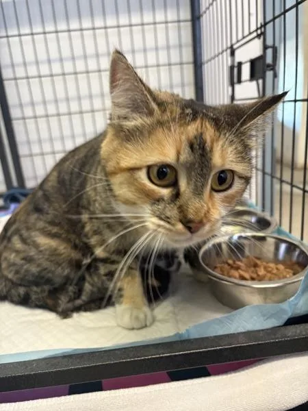 An adult medium-sized female Domestic Short Hair cat named Kris for adoption in Victorville, CA