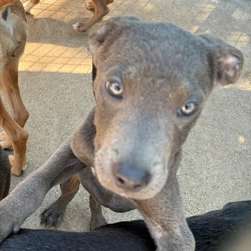 A baby small-sized male Gray / Blue / Silver Mixed Breed dog named Dexter for adoption in Lake Jackson, TX