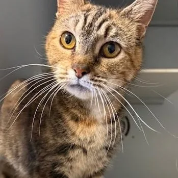 Millie