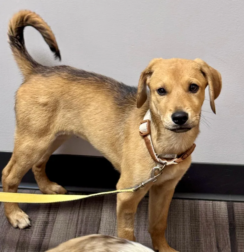 A baby medium-sized female Golden Retriever dog named Poppy for adoption in Cincinnati, OH