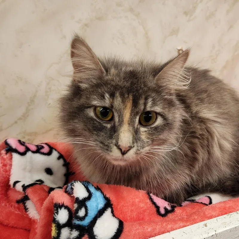An adult medium-sized female Gray / Blue / Silver Domestic Long Hair cat named Bellatrix for adoption in Delaware, OH
