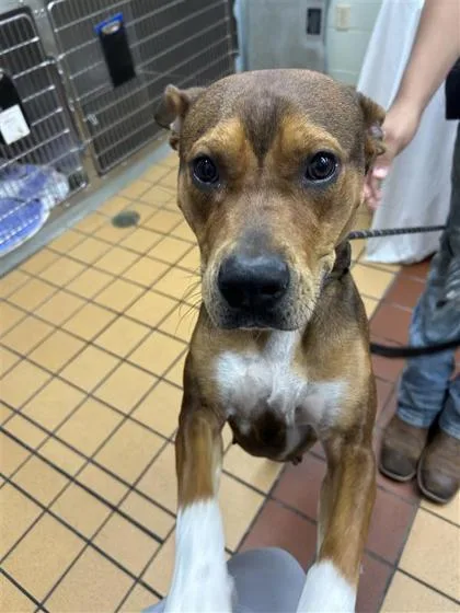 An adult medium-sized female Mixed Breed dog named Molly for adoption in Gainesville, FL