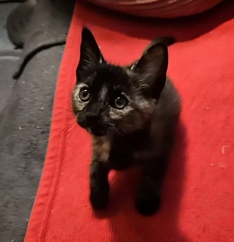 A baby medium-sized female Domestic Short Hair cat named Mocha for adoption in Orlando, FL