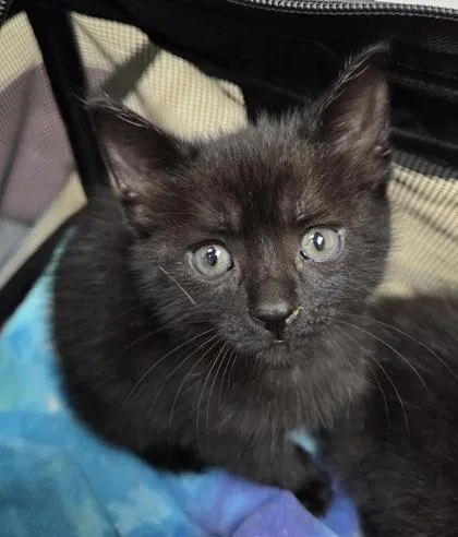 A baby small-sized female Domestic Short Hair cat named Spooky for adoption in Westland, MI