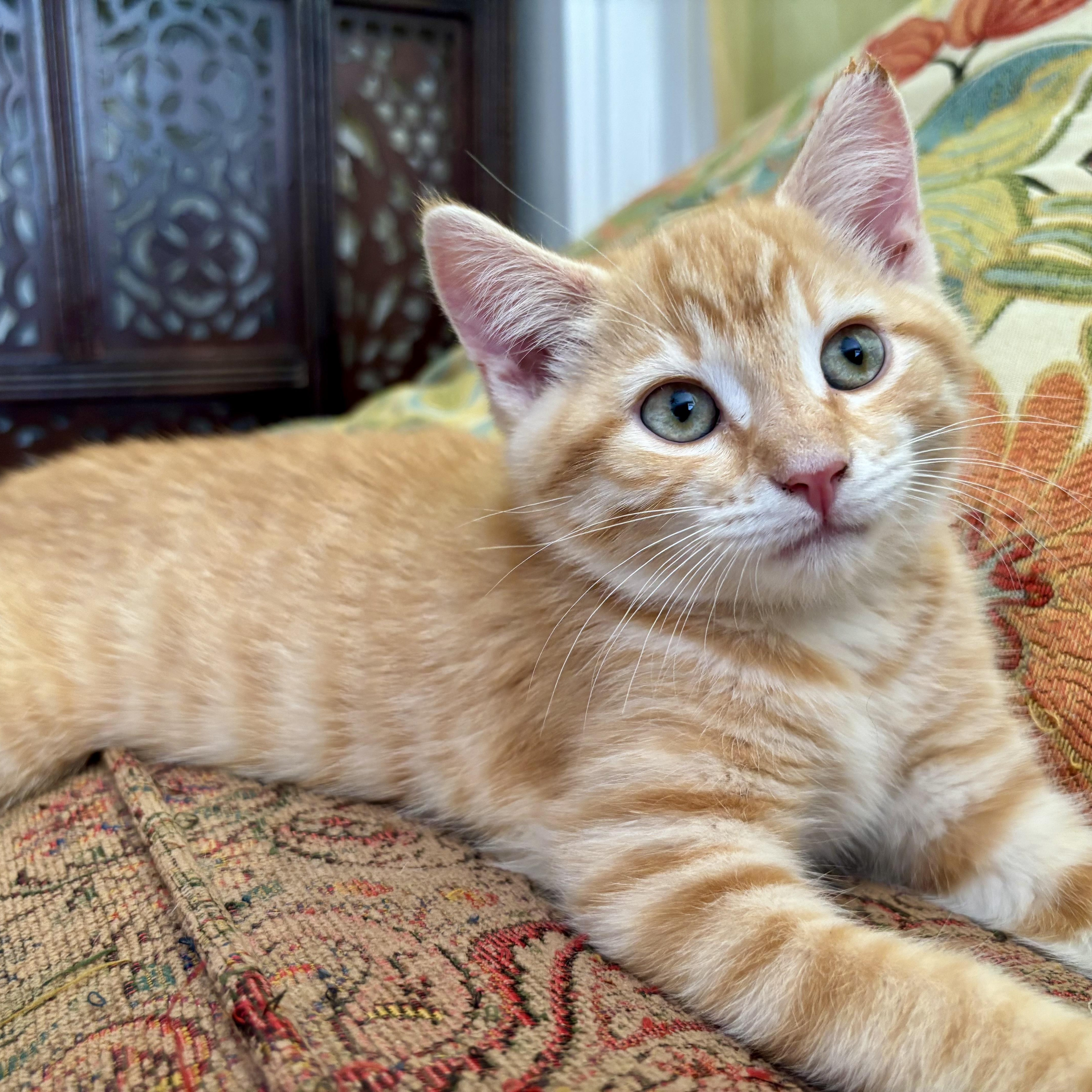 A baby small-sized female Tabby (Orange / Red) Domestic Short Hair cat named Balcony Sunset for adoption in Richmond, VA