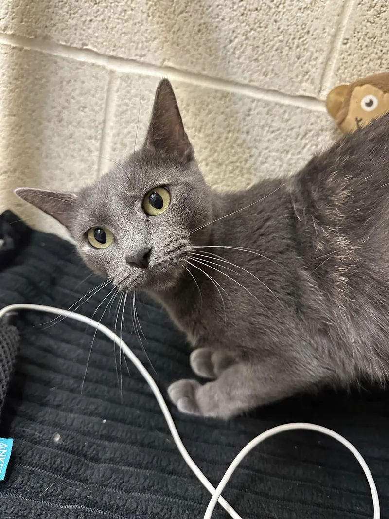 An adult medium-sized female Domestic Short Hair cat named Savannah for adoption in Guthrie, OK
