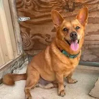 A senior small-sized male Corgi dog named Scooter for adoption in McKenzie, TN