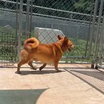 Scooter thumbnail 2