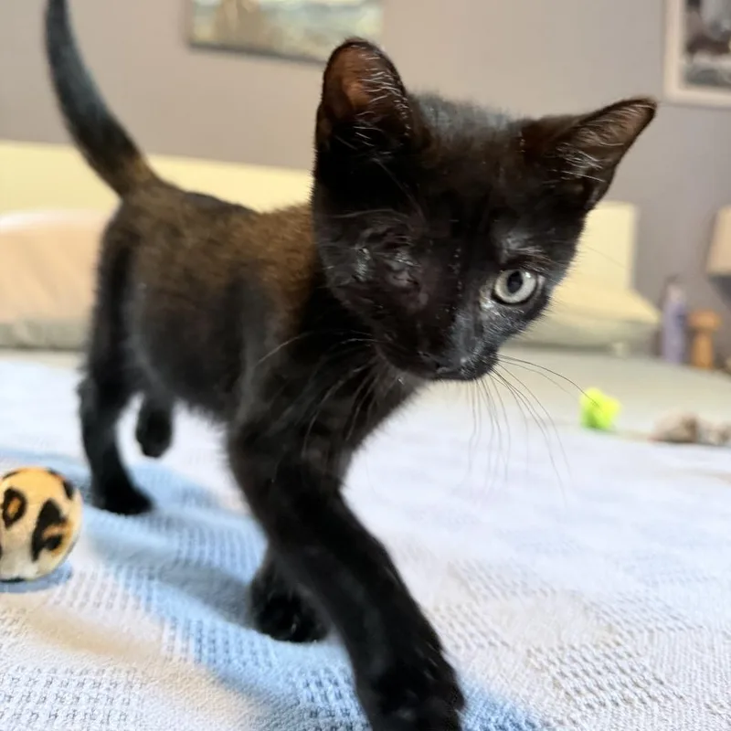 A baby small-sized male Black American Shorthair cat named Linus for adoption in Brooklyn, NY