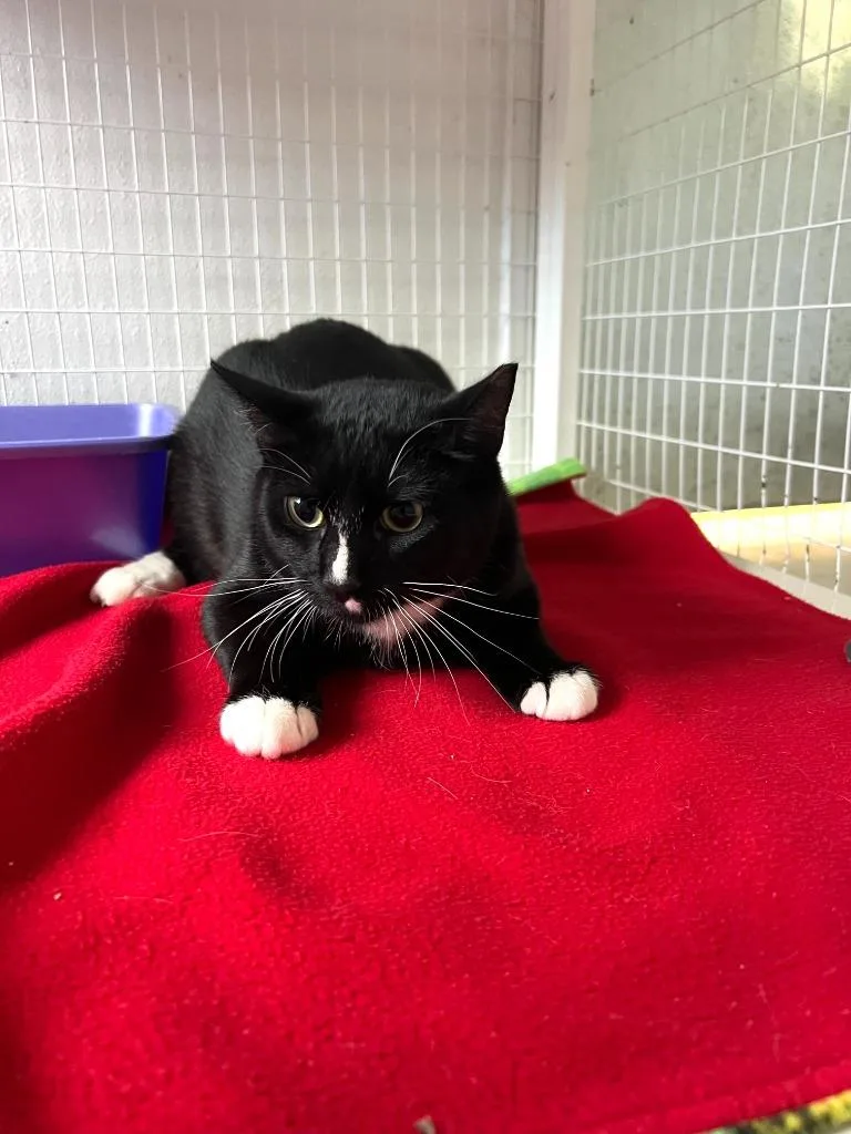 A baby medium-sized male Domestic Short Hair cat named Orion for adoption in Brookings, OR