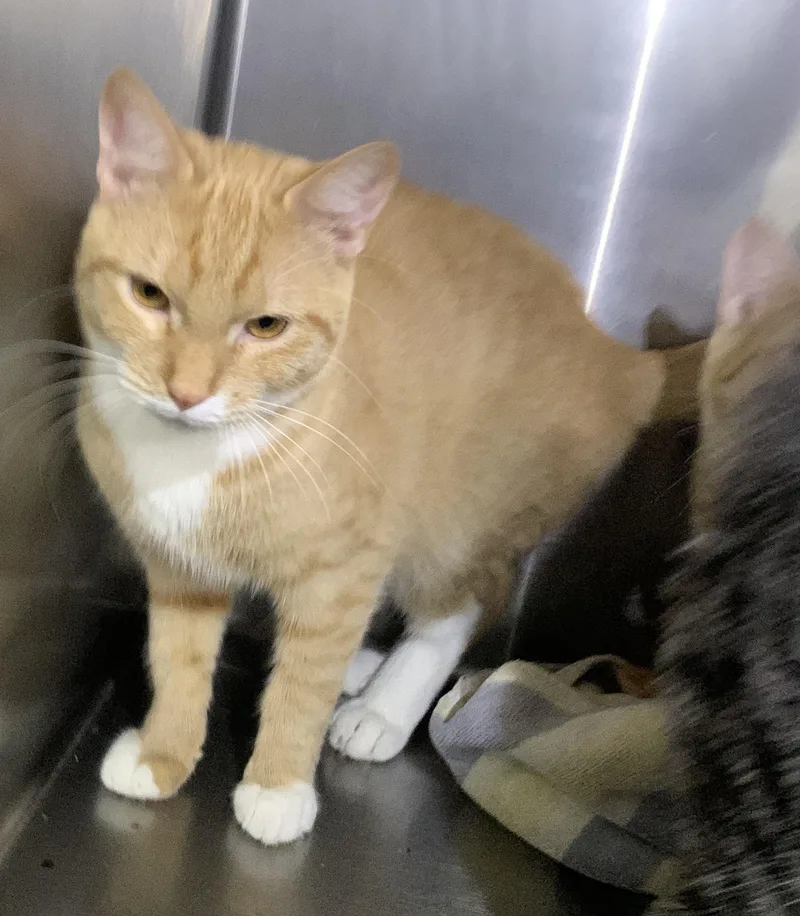 An adult medium-sized male Orange & White Domestic Short Hair cat named Harry for adoption in Massena, NY