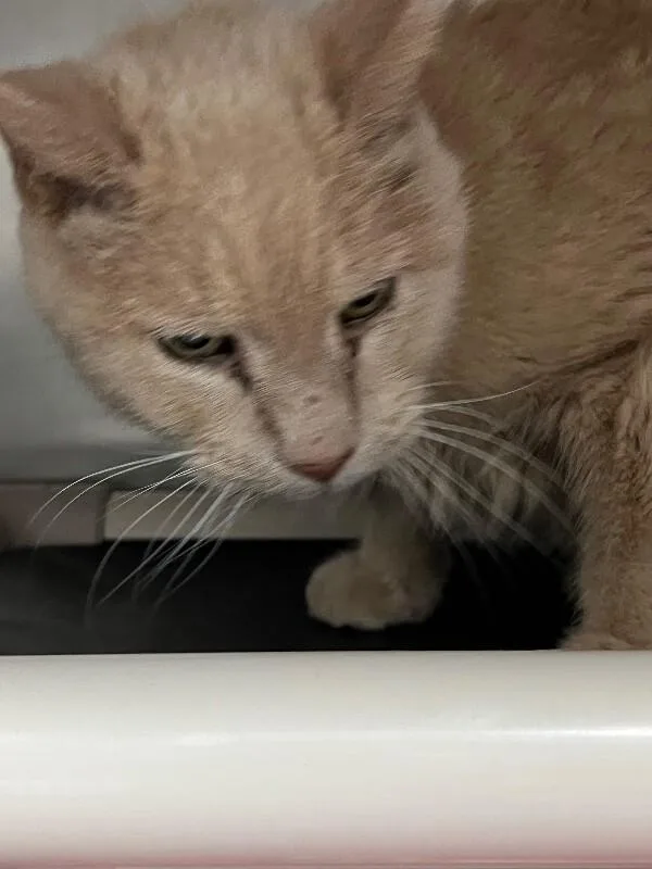 A senior medium-sized male Domestic Short Hair cat named Zack for adoption in Roanoke, VA