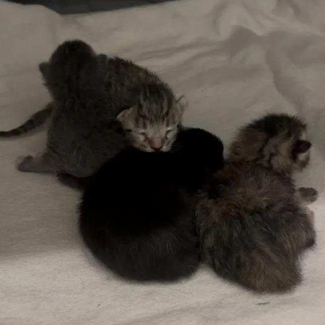 A baby small-sized male Gray / Blue / Silver Domestic Short Hair cat named Sprout for adoption in Greensboro, GA