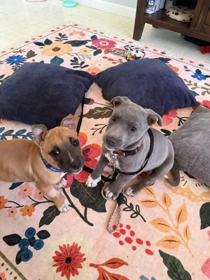 A baby small-sized female Mixed Breed dog named Calypso for adoption in Hobart, IN