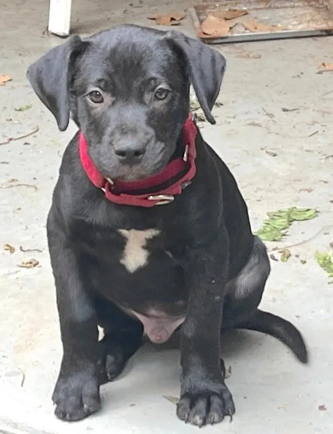 A young medium-sized male Black Mixed Breed dog named Zach for adoption in Nantucket, MA